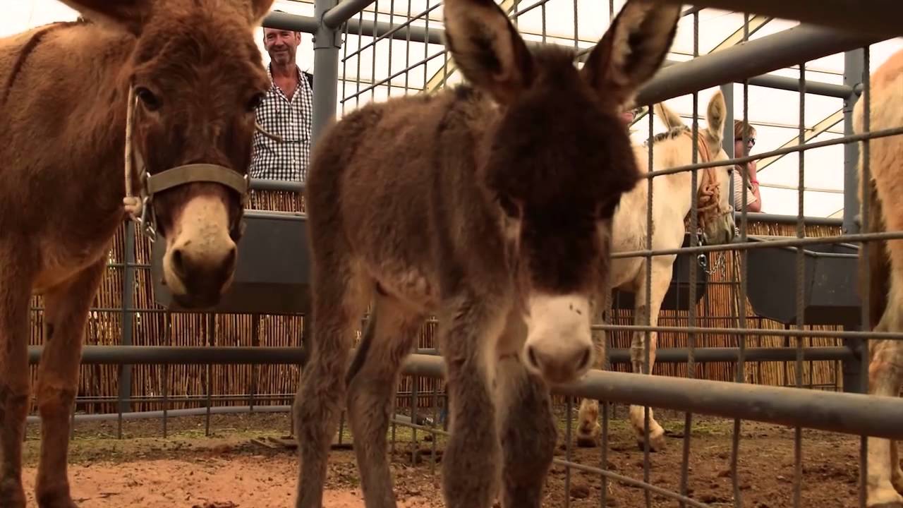 FEAGA 2015, FUERTEVENTURA