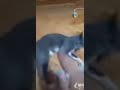 cat fighting with minos prime sounds #ultrakill