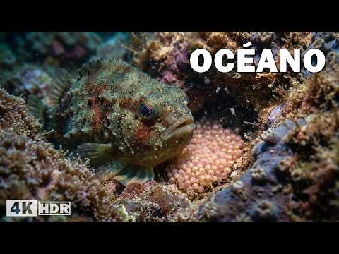EXPLORANDO EL OCÉANO | Criaturas Ocultas en el Mundo Más Colorido del Planeta | Documental Completo