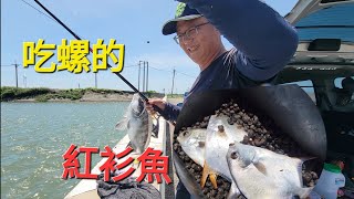 台西白橋 打破我釣魚三觀的魚遇到吃螺的布氏鯧鰺  Fishing  台湾の釣り 낚시 câucá 爆釣 パチスロ