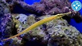 チャーム 海水魚 イエローコリス Halichoeres Chloropterus コガネキュウセン Charm動画 Youtube