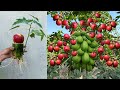 Grafting papaya with apple using Aloe Vera juice to get two different amazing fruits in one stem