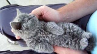 Selkirk Rex kitten