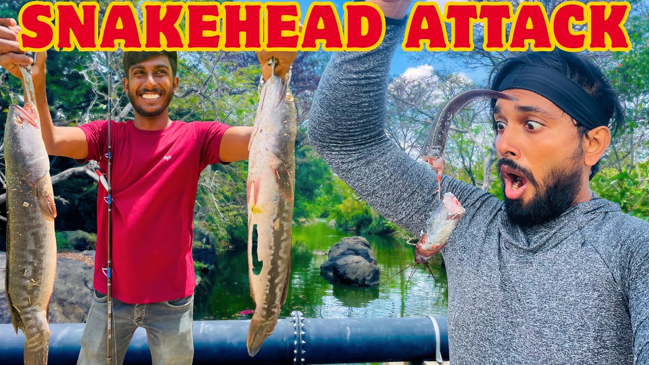 හුංගන්ට පෙරේත! 😱 Red Line Snakehead Fishing at Daduru Oya Dam 