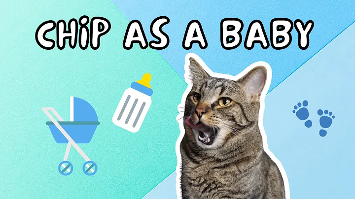 Video 1965061: manx kitten, baby manx