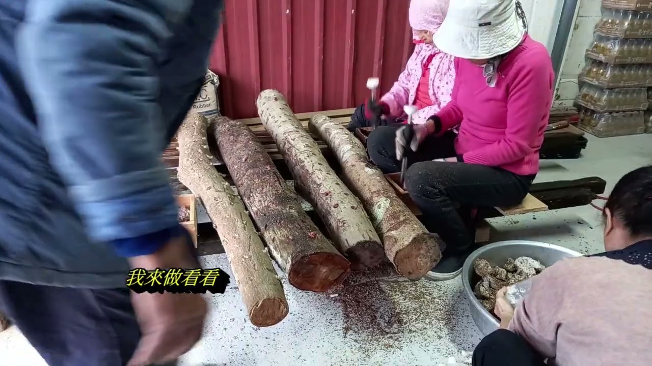 cách trồng nấm đông cô,nấm mèo [mộc nhỉ] cách trồng chuyền thống của đài loan ,種 香菇傳統方式