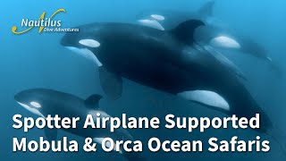 Spotter Airplane Supported Mobulas \& Orcas #mobula #orca #ocean