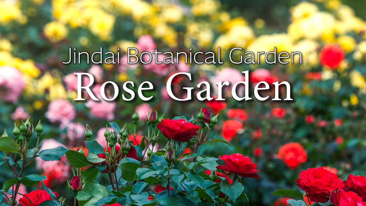 ローズガーデンさま専用！ 172】 ローズガーデン 神代植物公園｜Rose Garden, Jindai Botanical