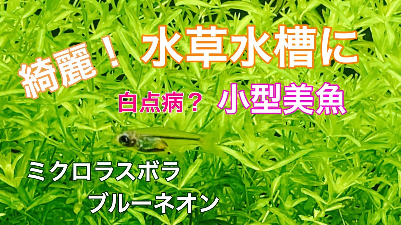 新しいお魚は白点病 ミクロラスボラ ブルーネオン アクアリウム 熱帯魚 Youtube 新しいお魚は白点病 ミクロラスボラ ブルーネオン アクアリウム 熱帯魚 Youtube