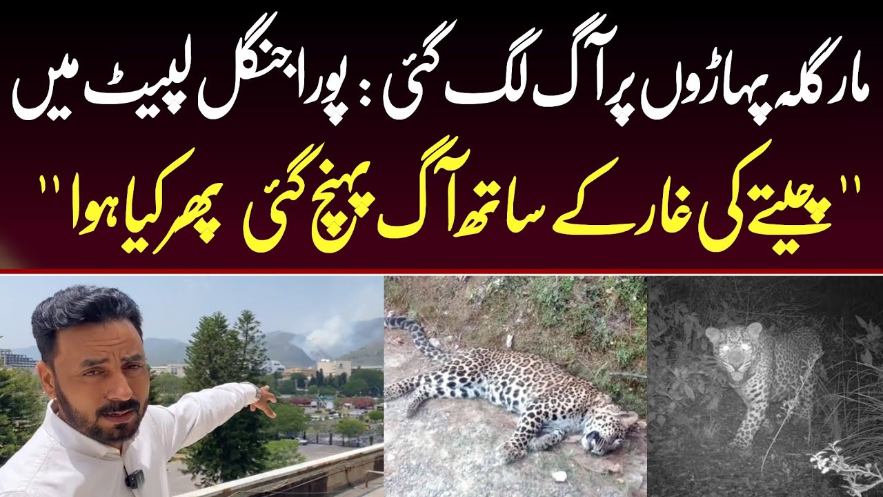 BREAKING: Massive Fire Near Margalla Hills! 🔥 | Emergency Response & Updates" | Wahjoc Environment