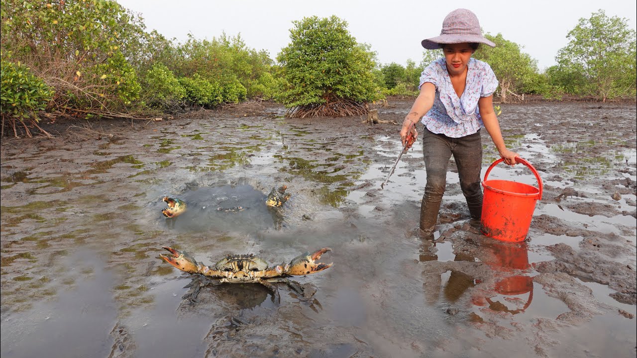 Catching Giant Mud Crabs in the Swamp After Low Tide Adventure!