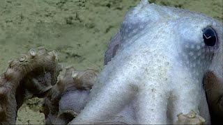 NOAA Okeanos 21 April ROV test dive.