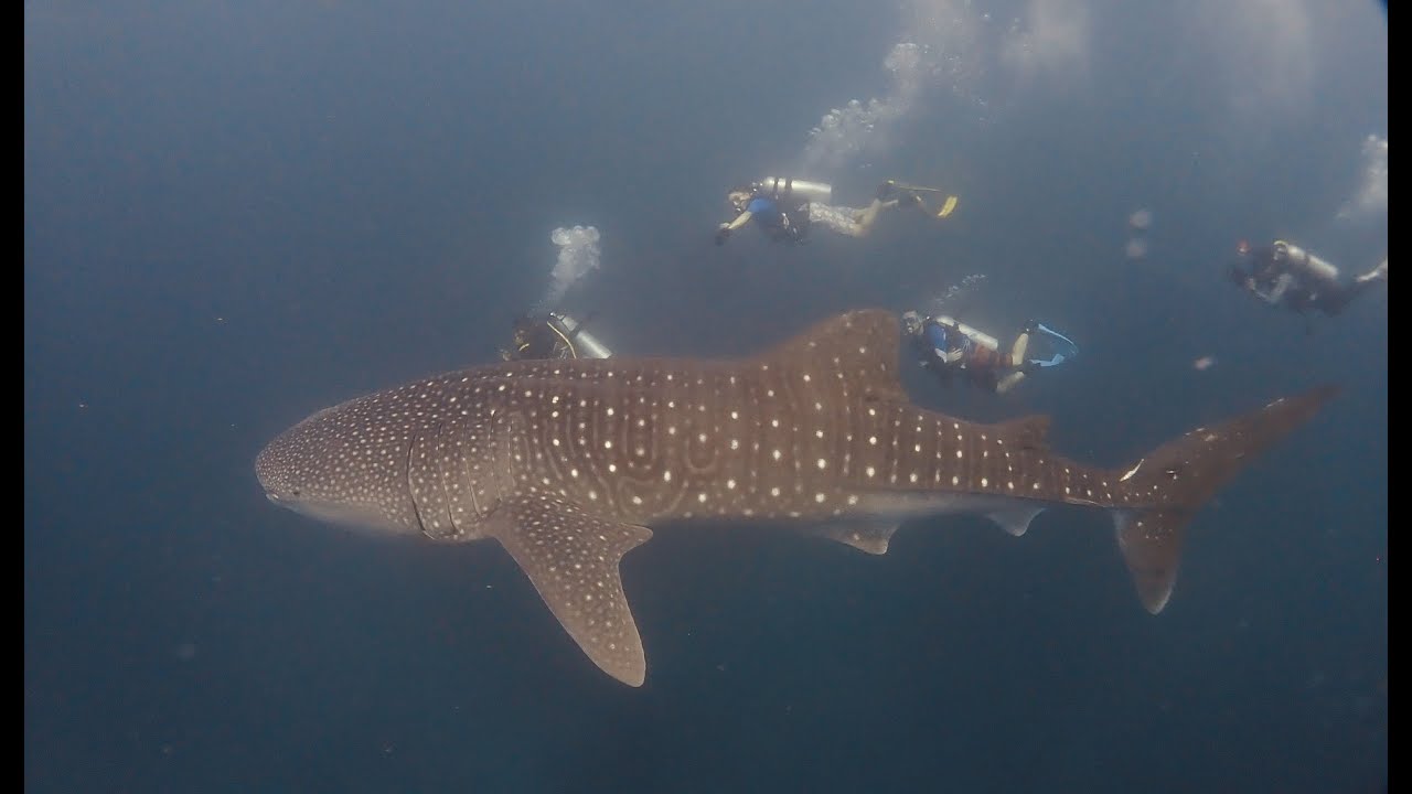 MALDIVAS 12 2021 Viajesbuceo com FULLHD VIDEO RESUMEN