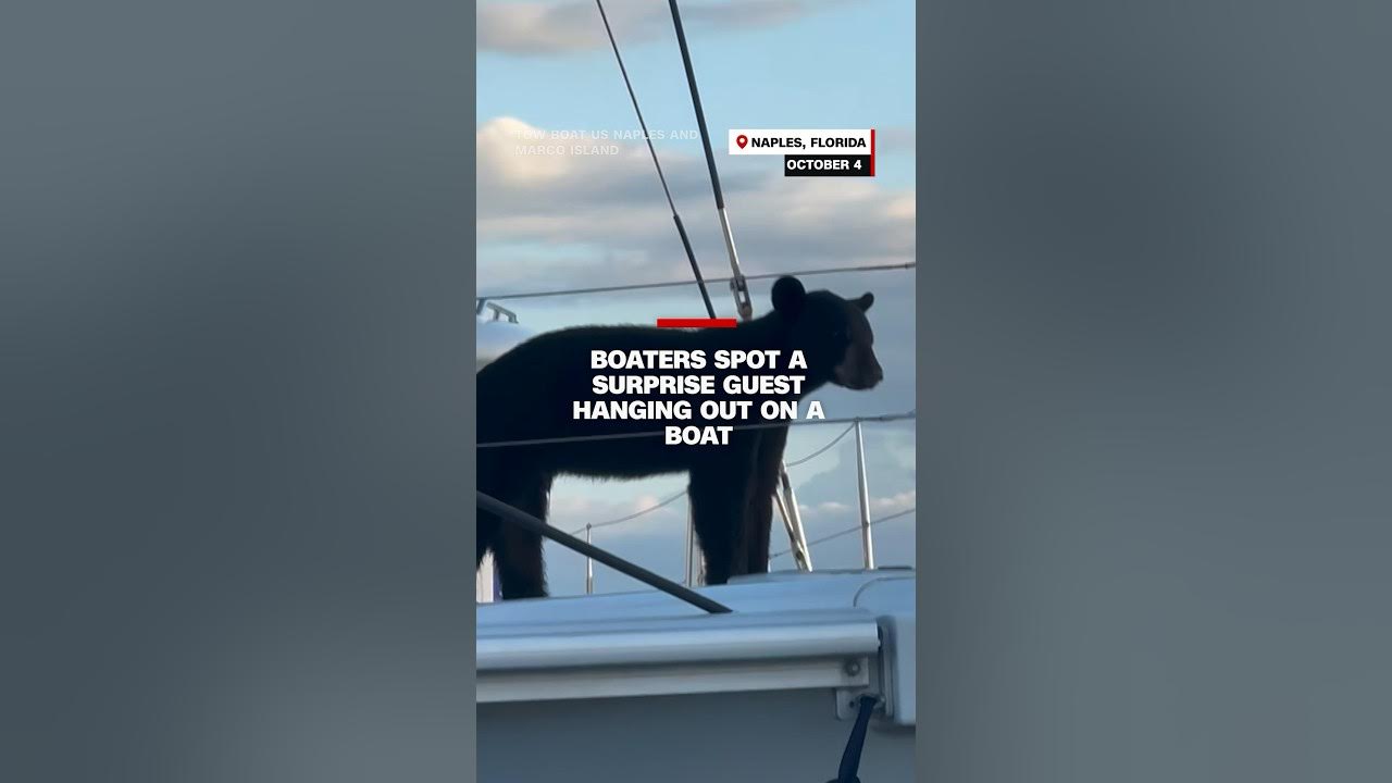 Boaters spot a surprise guest hanging out on a boat