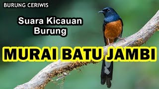 SUARA KICAUAN BURUNG MURAI BATU SUMATRA JAMBI GACOR COCOK BUAT MASTERAN