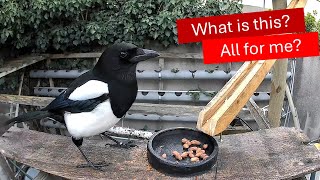 Magpies discovering the new automatic food distributor