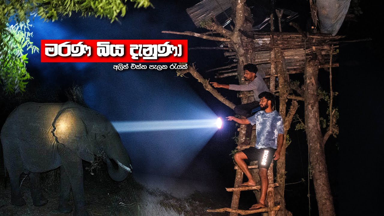අලිත් එක්ක පැලක ගෙවුණු බිහිසුණු රාත්‍රිය | Aralaganwila 🇱🇰