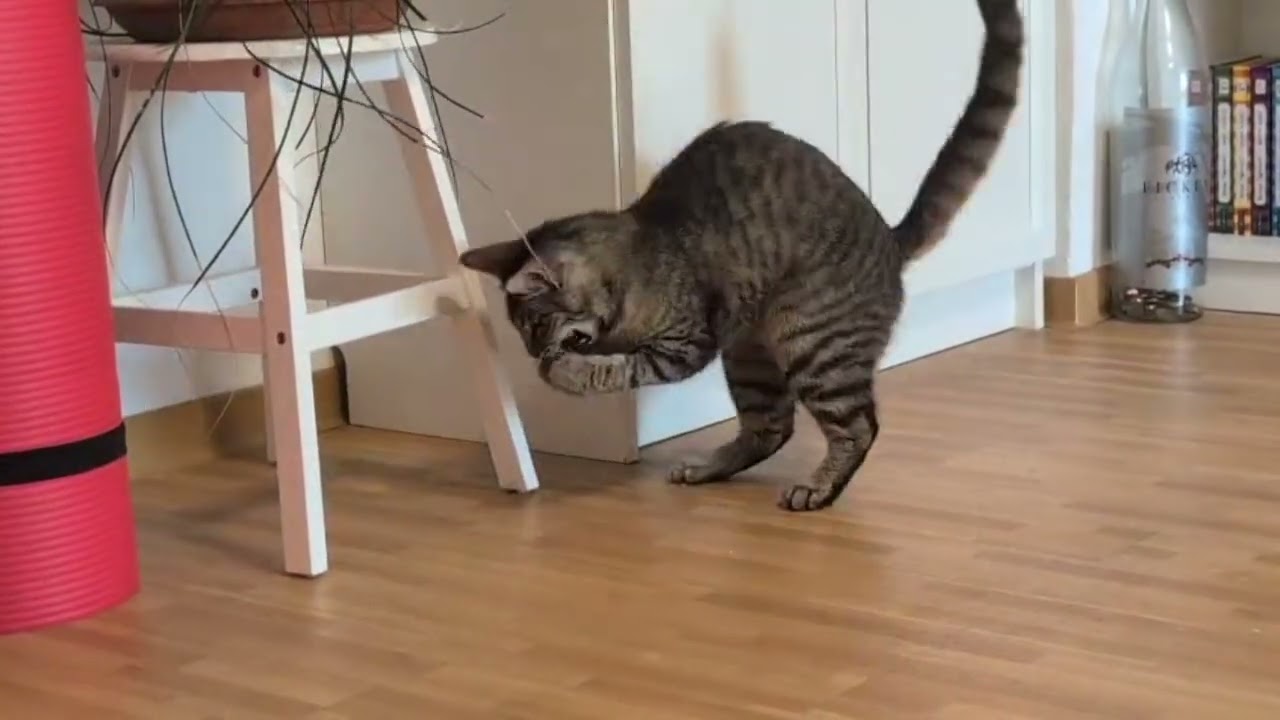 Zuhause gesucht - Findus