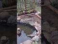 Welcome to The Pond Place Or Welcome Back everyone! Country Life Video #shortvideo #short #shorts