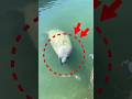 Manatees can't survive without fresh water #babygirl
