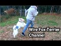 Can you keep up with the speed of a wire fox terrier? の動画、YouTube動画。