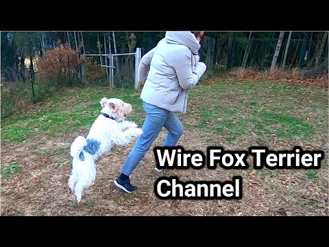 Video: Wire Fox Terrier It Zoti Hipoallergen, Sog'liq Va Umr Ko'rish Muddati