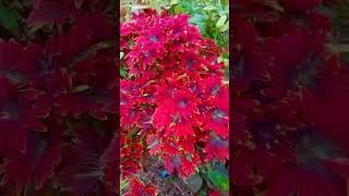 Download Lagu Beautiful Plant Nature#medicineplant ##mayanaplant #shorts MP3