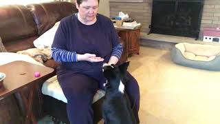 Cooperative Care with Deb Jones - Handling the Head: Star chin rest with open zen hand