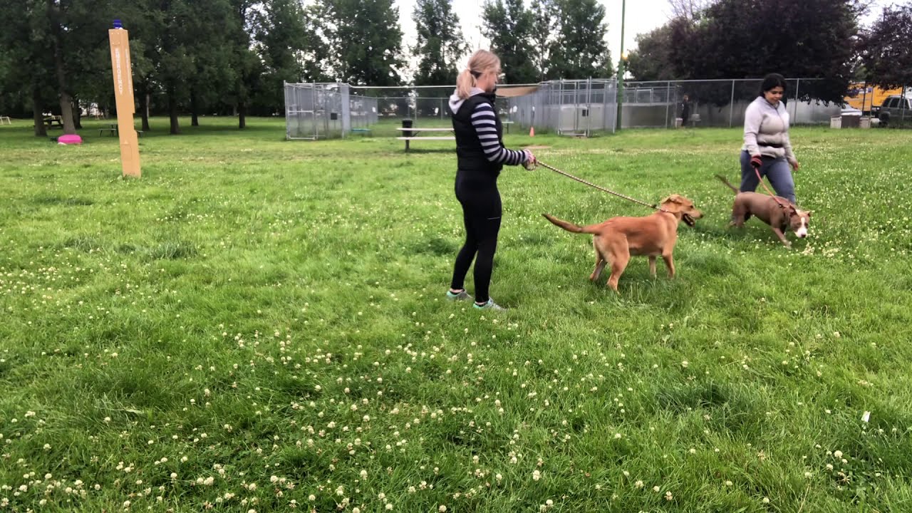 Bella and Money Leash Test