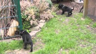 Romaner Antikdoggen M-Wurf Vom Römischen Reich, 7 Wochen Alt, Video 1