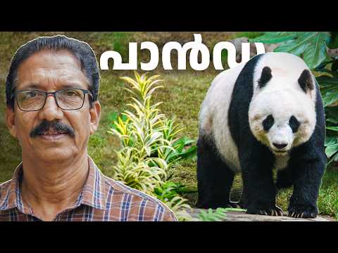 ഇറച്ചിതിന്നാത്ത പാവം കരടി Giant Panda, Evolution & Secrets ഭീമൻ പാണ്ട malayalam |Vijayakumar Blathur