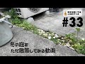 【塊根植物/多肉植物】#33 - 冬の庭をただ散策してみる動画【コーデックス】
