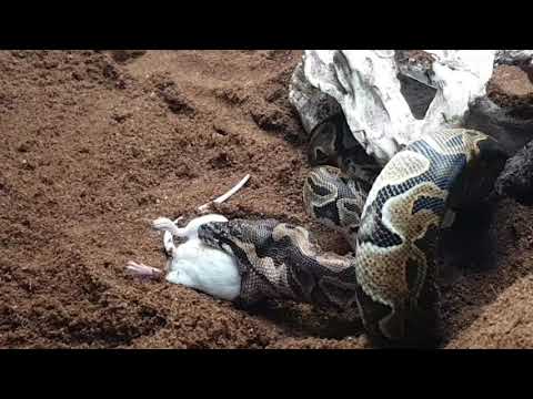 Beautiful ball python eats a mouse נחש פיתון אוכל עכבר