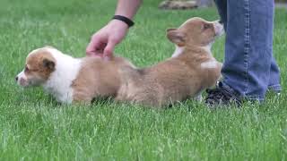 Roy Stutzman's Corgi Puppies by Mt Hope Puppies 68 views 8 days ago 38 seconds