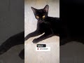 #kucing #hitam #terlatih