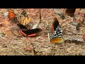 Butterfly diversity, Moconá Lodge, Moconá, Misiones Argentina