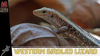 🦎 Introduction: Western Girdled Lizard: Survival in the Wild