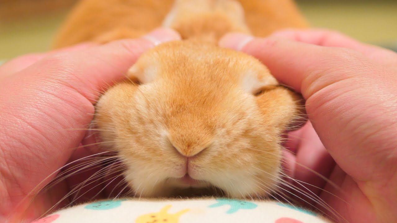 心を許してトロけ出すウサギ【No.270】 - YouTube