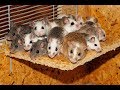 Борьба с мышами на пасеке. Мыши на пасеке.
