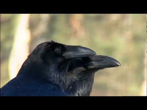 Video: Lielākais Putns Vēsturē Svēra Vairāk Nekā 700 Kg Un Bija Augstāks Par 3 Metriem. Alternatīvs Skats
