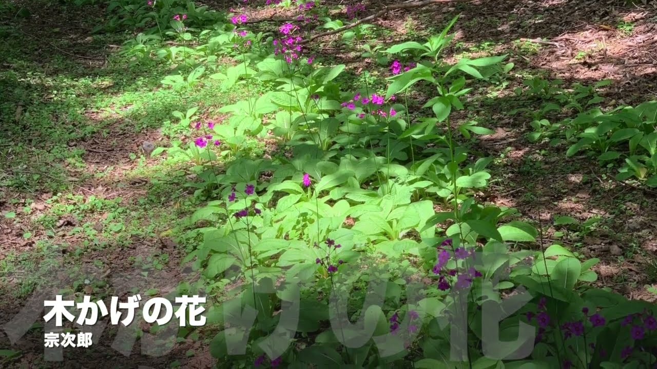 木かげの花 - 宗次郎 - YouTube