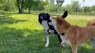 Doggy friendship or dog fight? Shiba inu angry.