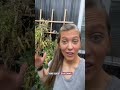 There’s honestly nothing like walking into your greenhouse in the dead of winter and picking fresh
