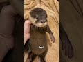 Who knew? Turns out otters love being petted 🦦✨#shorts  #animals  #