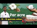 Amazing Yield with Dr. Soil! Half the Cost, Double the Production | Cotton