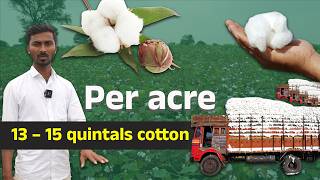 Amazing Yield with Dr. Soil! Half the Cost, Double the Production | Cotton