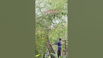 Cưa gốc cây Gáo Vàng @cuacaydongthap #cưacaybachdan