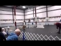 February 2015 Master Peace Dog Training AKC Utility A February 2015 Master Peace Dog Training AKC Utility A