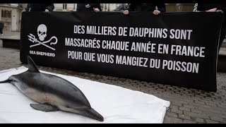 Dauphins tués : Sea Shepherd demande l'arrêt de l'activité pélagique dans le golfe de Gascogne