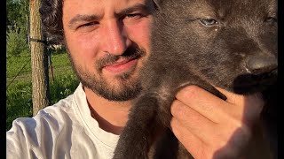 Вечерняя кормежка 🍼🐺 Black Canadian Wolf в прямом эфире!